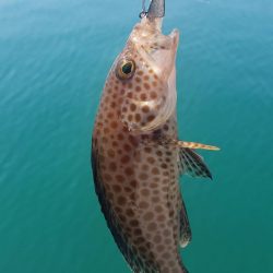 アジング@新宮周辺