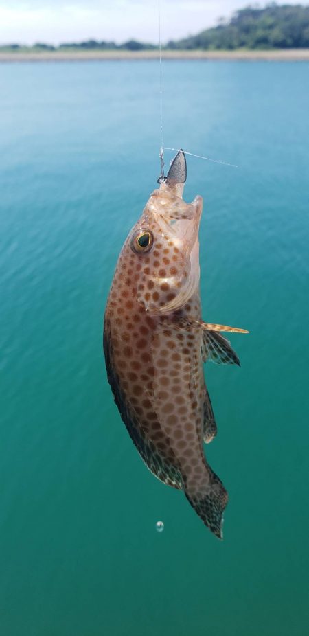 アジング@新宮周辺