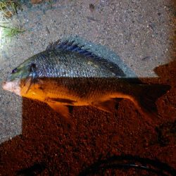 良型チヌ何とか一匹