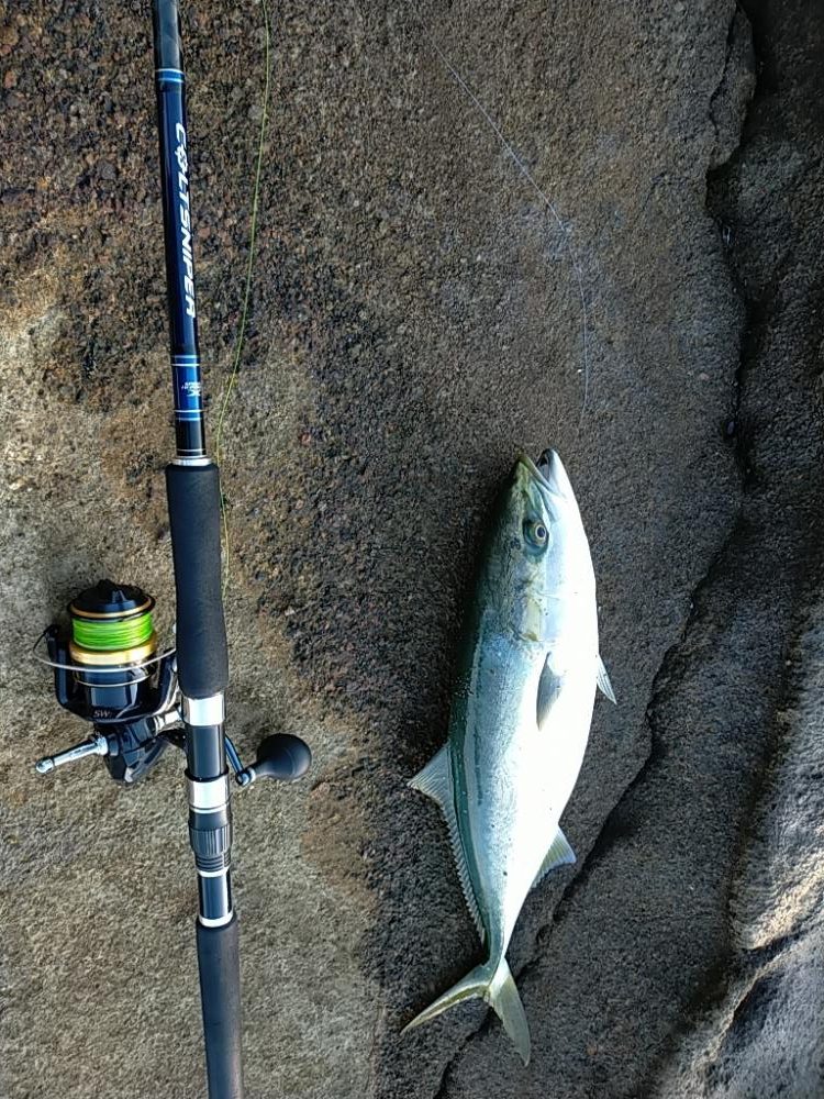 ワラサ（メジロ）今年初物！