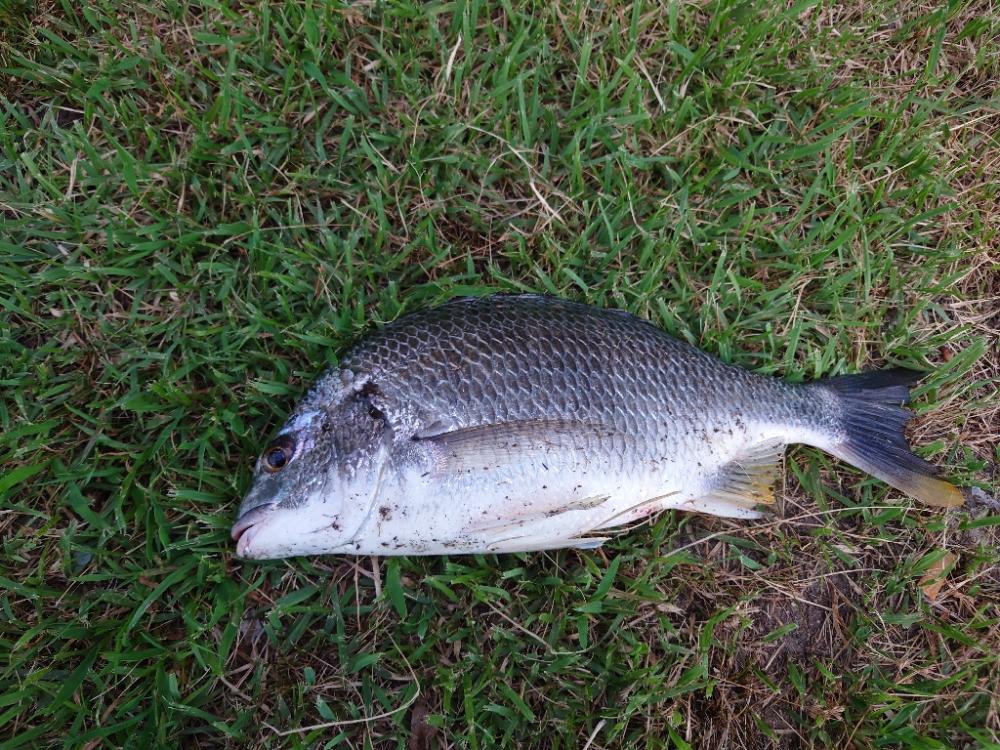 シーバスのはずがチヌ