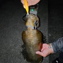 短時間エギング