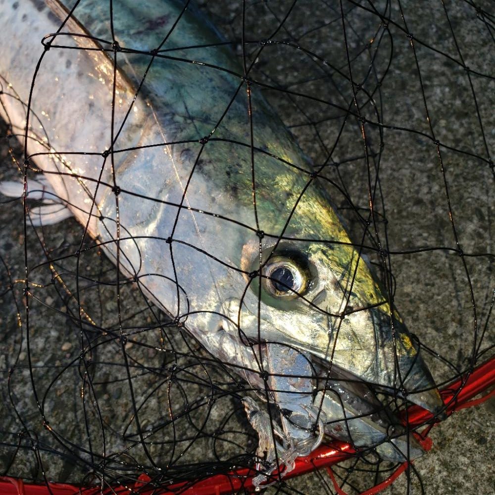 ついに！80㎝オーバー