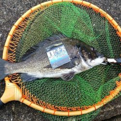 チヌ釣りとジグサビキで