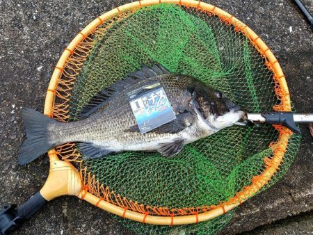 チヌ釣りとジグサビキで