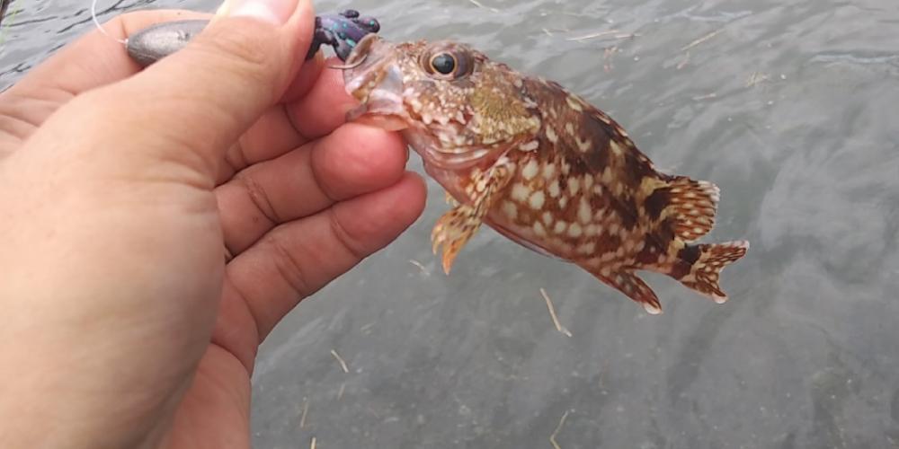 久しぶりのロックフィッシュ