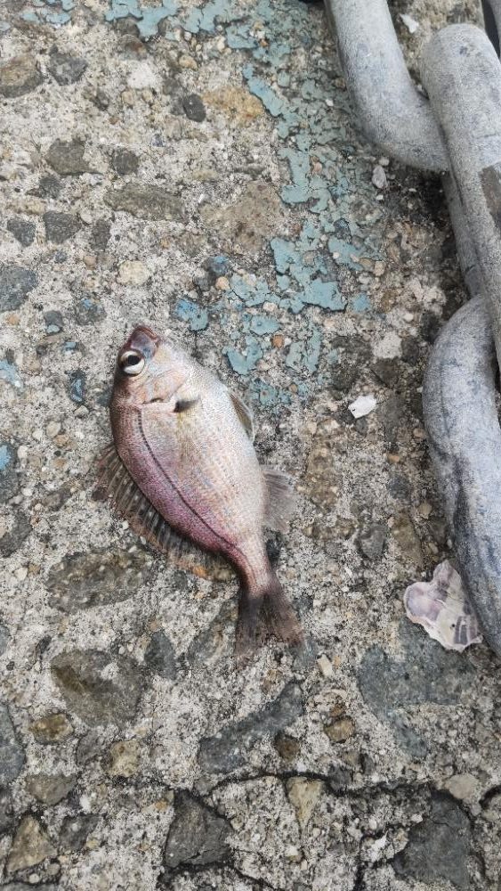 アジ探し@佐野漁港