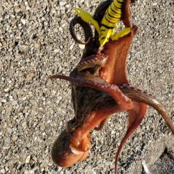 サイズが安定してきたかな？