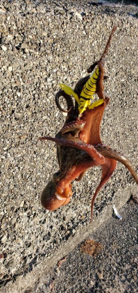 サイズが安定してきたかな？