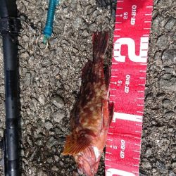 コフダイ釣りが五目釣りに