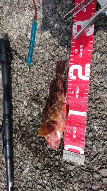 コフダイ釣りが五目釣りに