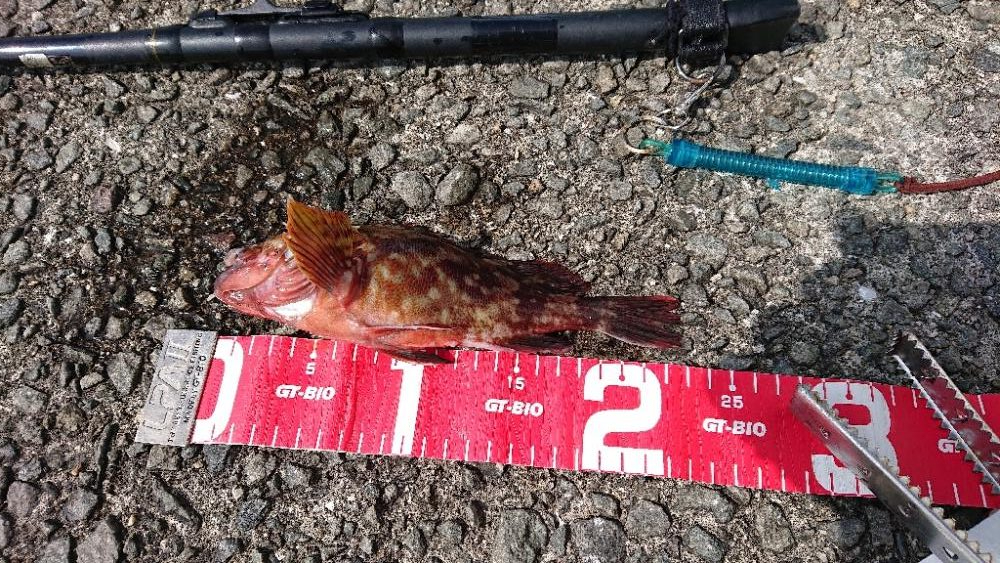 コフダイ釣りが五目釣りに