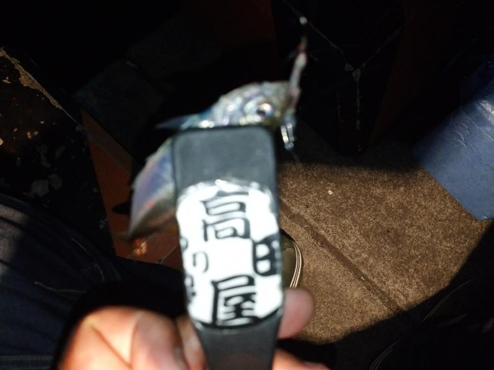 今夜も豆アジング