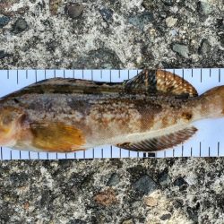 何が釣れるかな？