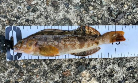 何が釣れるかな？