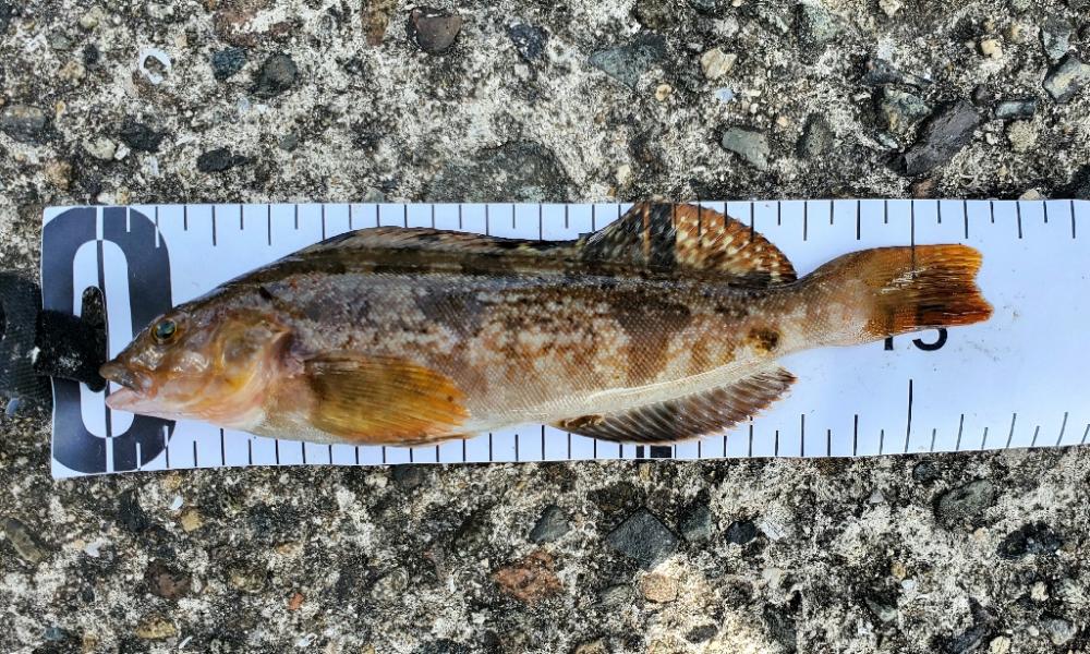 何が釣れるかな？