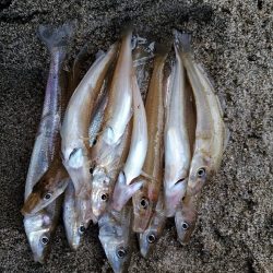 アスリートキスでキス爆釣