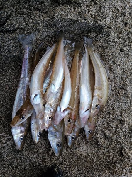 アスリートキスでキス爆釣