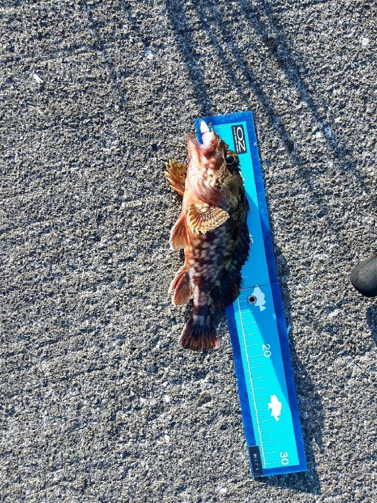 ライトワインドで