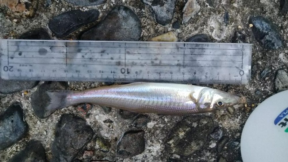 チョイ投げ〜濁り２時間短期決戦〜