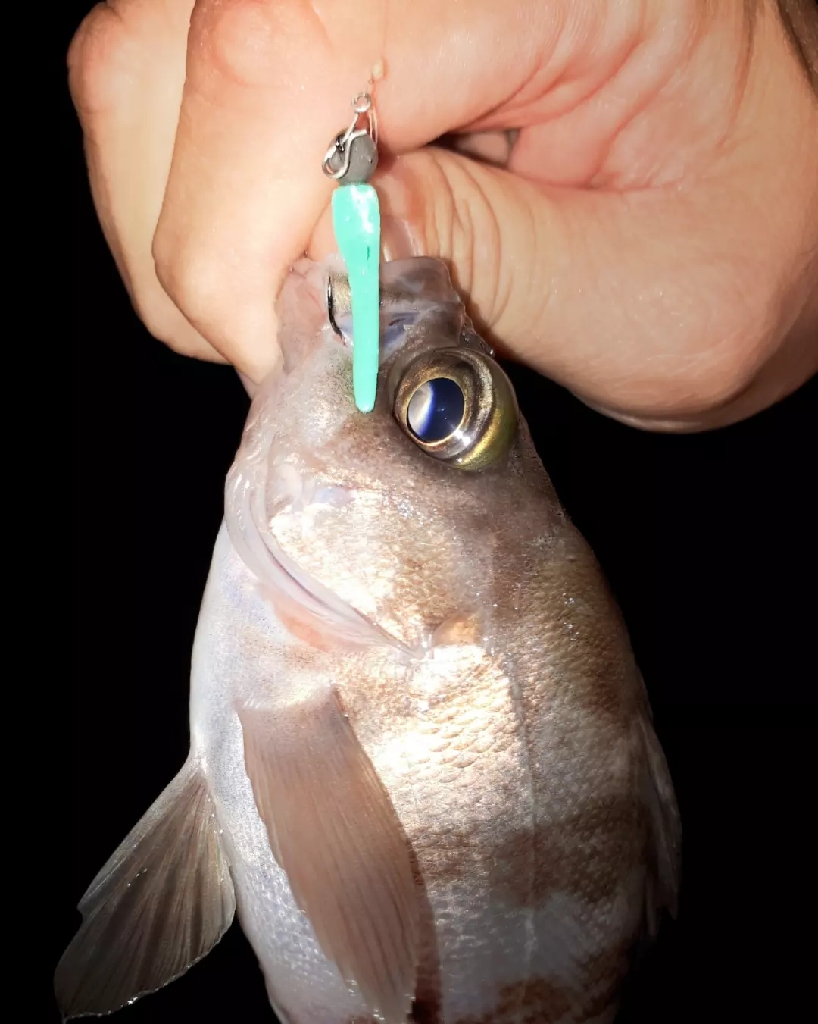 梅雨明けメバル