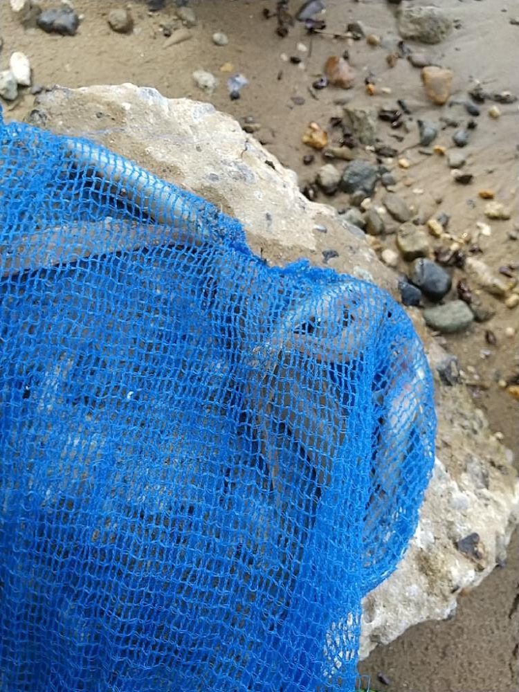 淀川手長エビのちハゼ