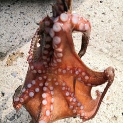 オクトパッシング 19