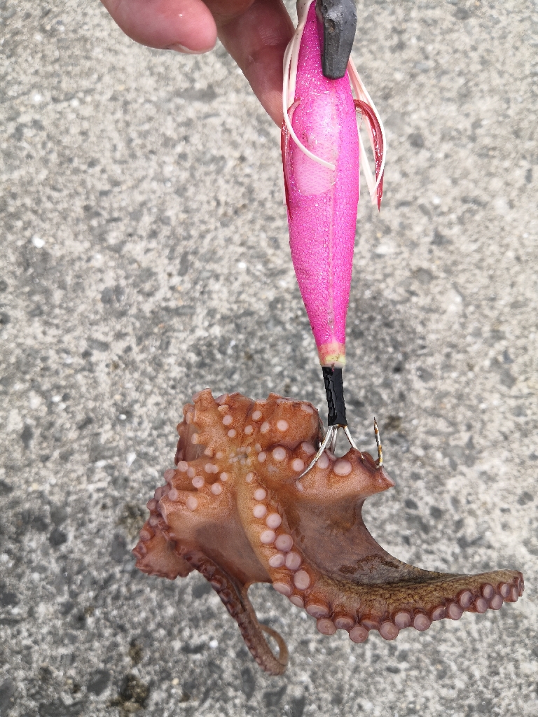 オクトパッシング 6