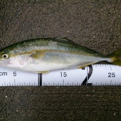 雨が降るまでショアジギ