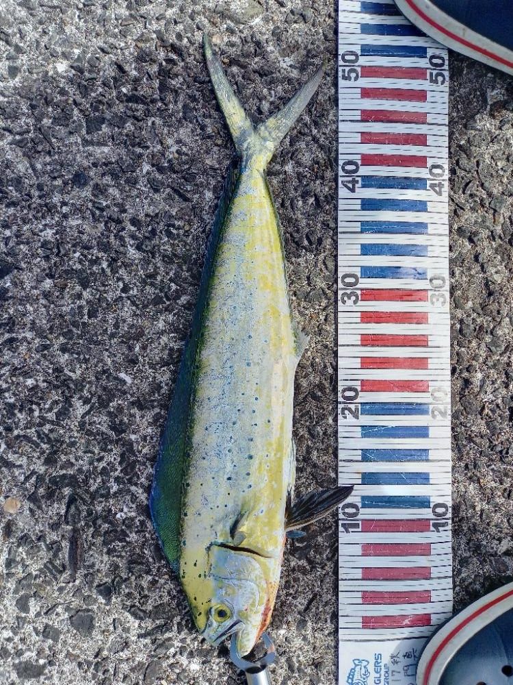 小浦一文字でシイラ