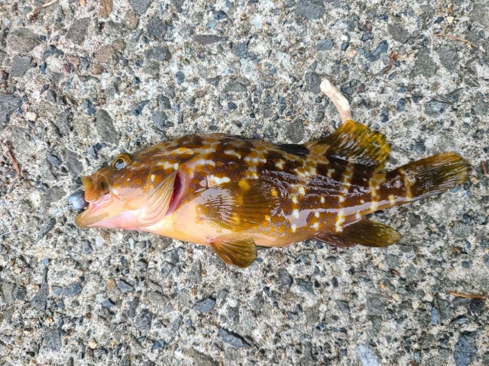 ロックフィッシュ好調