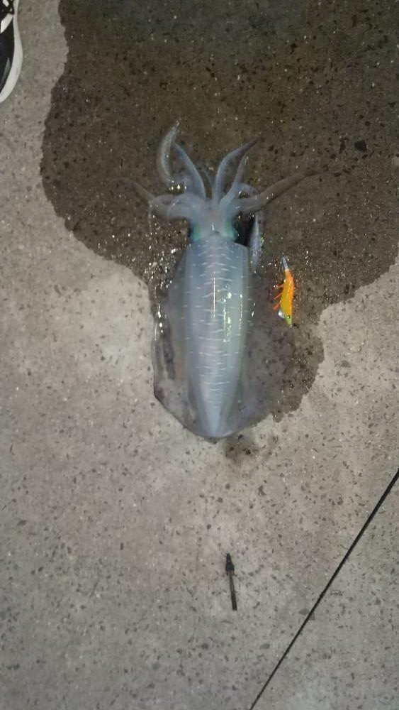 アオリイカエギング