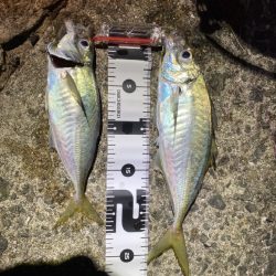 初場所でアジング