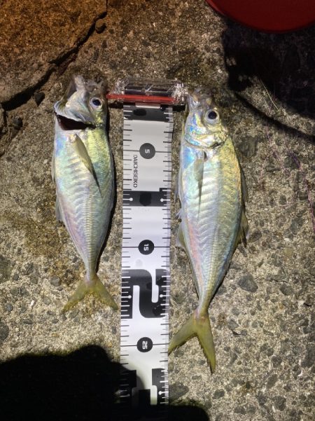 初場所でアジング