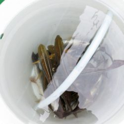 イサキまだまだ抱卵中