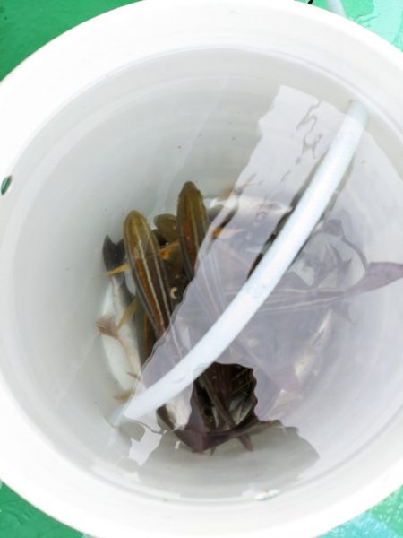 イサキまだまだ抱卵中