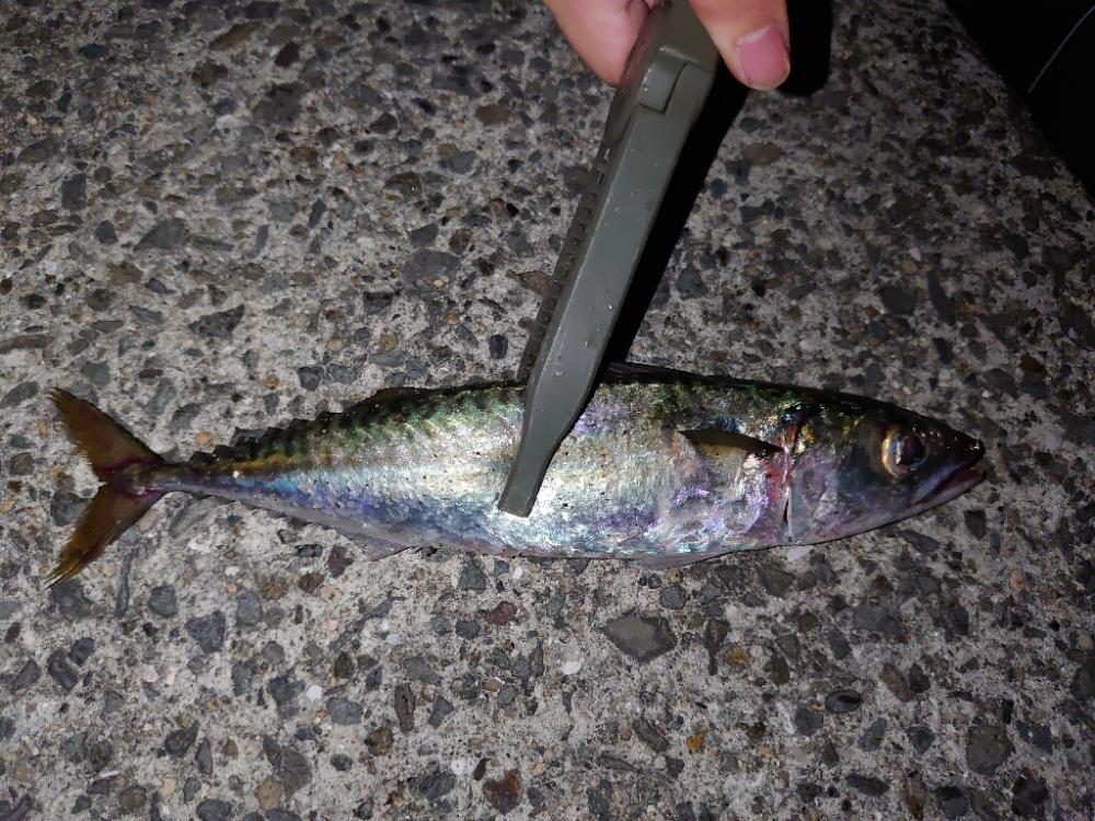 娘と初めてのサバ釣り。