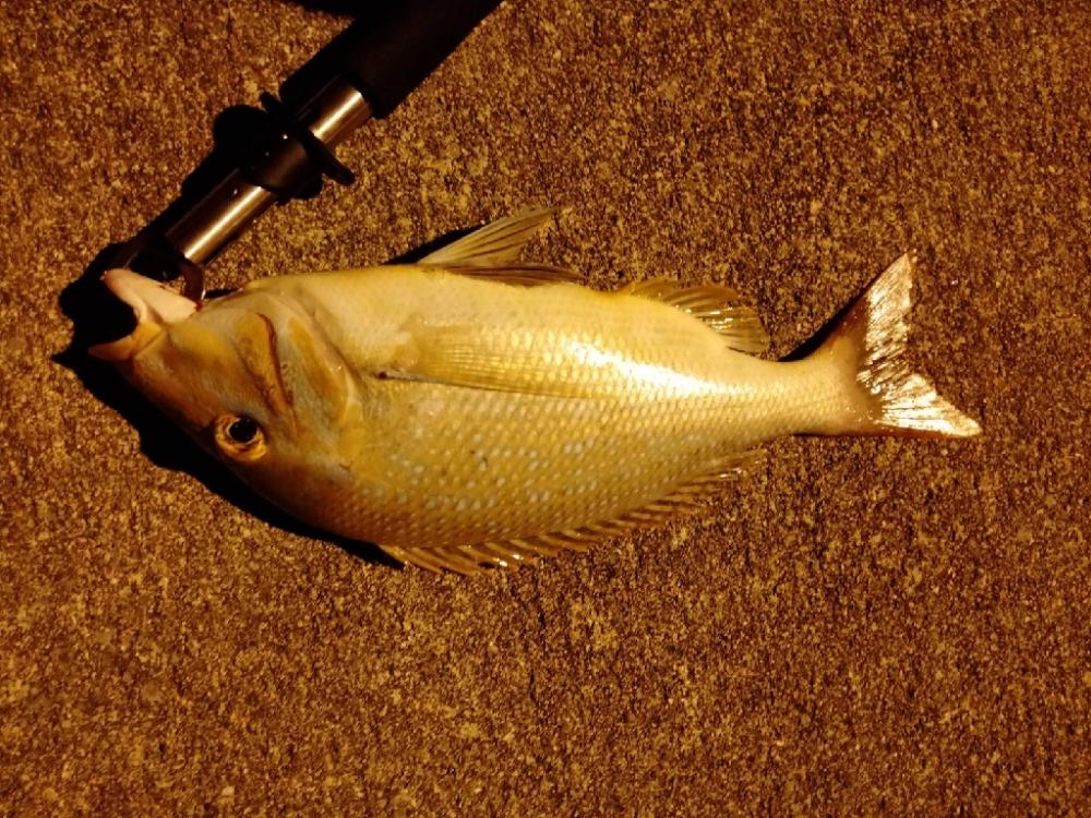 沖縄釣行最高のスタート!!