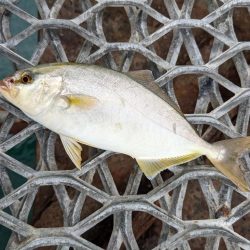 メジロクラスは遊泳しておりましたが…