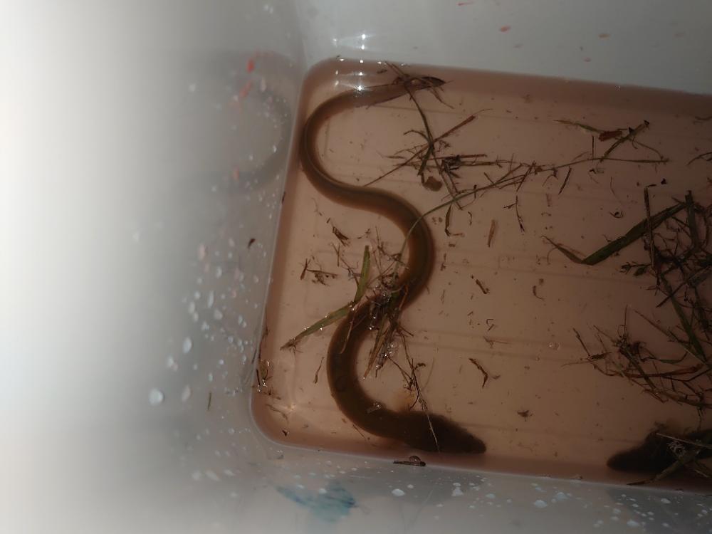 初めてのうなぎ釣り