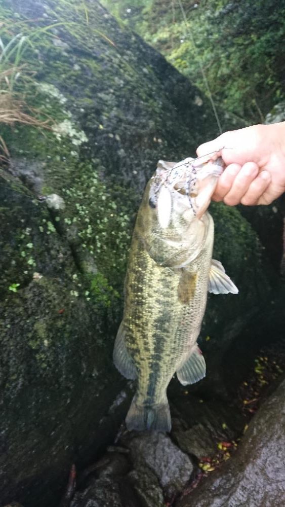 ジャッカルルアー祭り