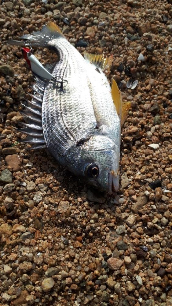 ウェーデイングチニング