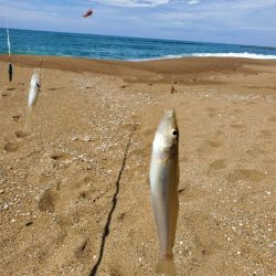 波松でキス釣り