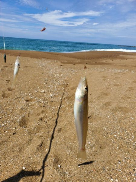 波松でキス釣り