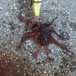 タコ何故かサイズダウン