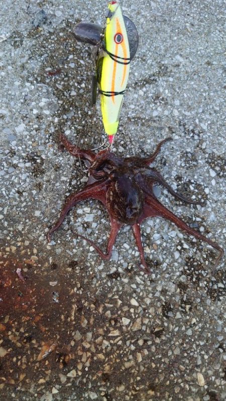 タコ何故かサイズダウン