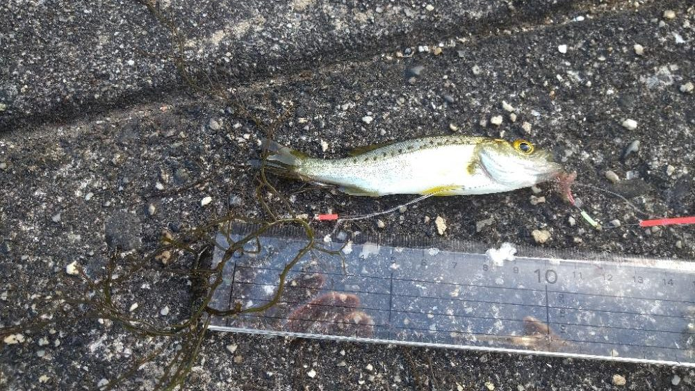 チョイ投げキス釣り〜いつものポイント入れず〜