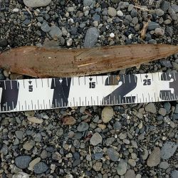 酷暑の夕マヅメ