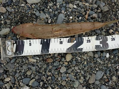 酷暑の夕マヅメ