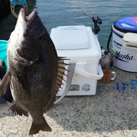 紀州釣りに挑戦